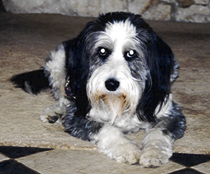 Boy wonder Toby at home [Photo by Butch Berman]