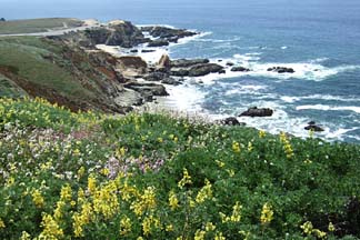 Wildflower on the rugged coast above Bodega Bay [Photo by Tom Ineck]
